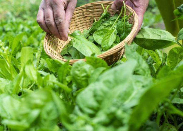How to Grow Spinach in WA