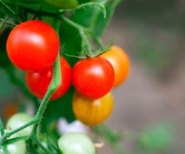 Plant based foods for beautiful skin