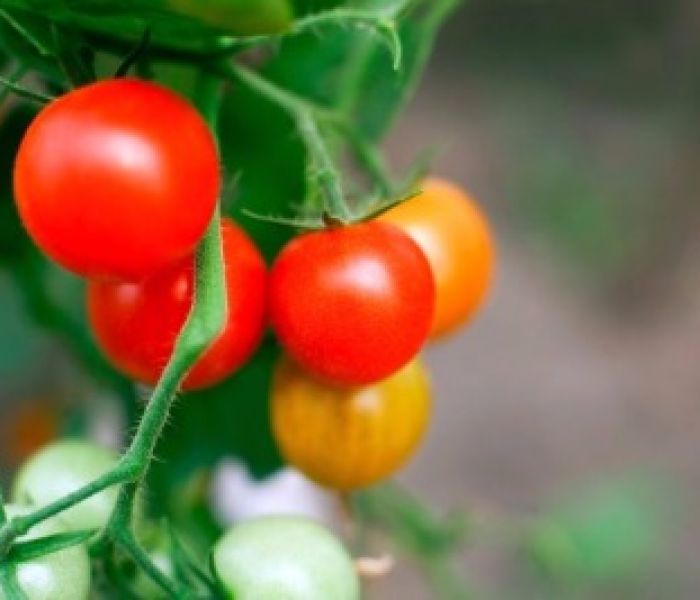 Top Quality Tomatoes