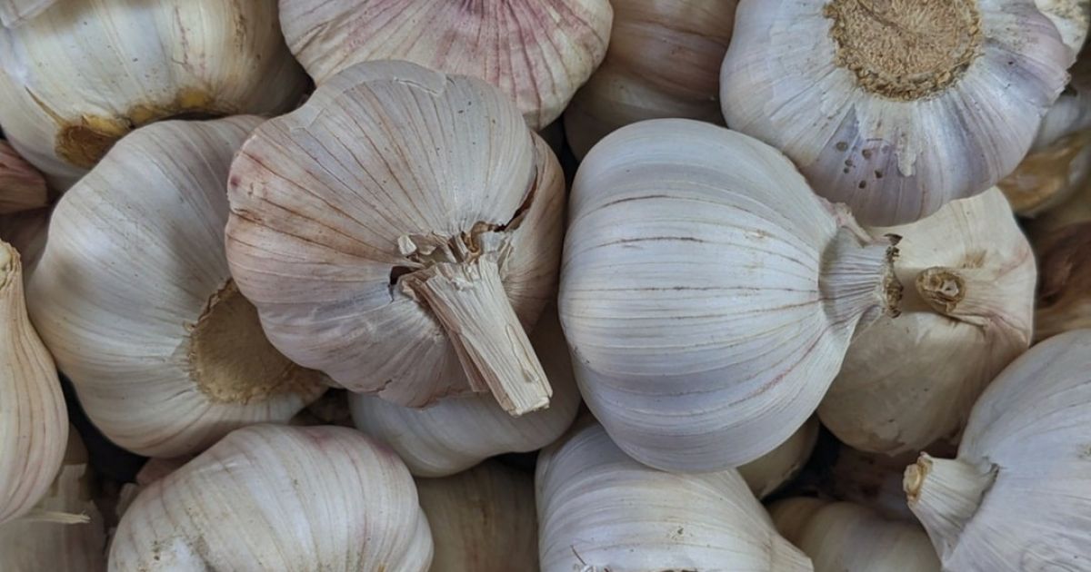 How to Grow Garlic in Western Australia Baileys Fertilisers
