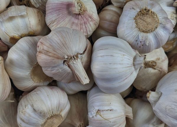 How to Grow Garlic in Western Australia