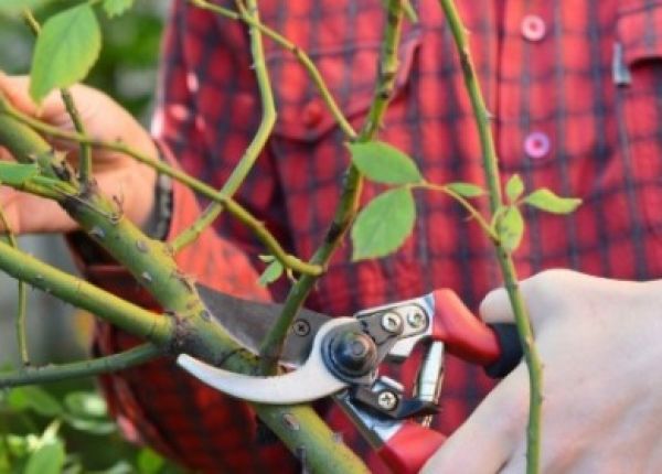 Top tips for pruning roses