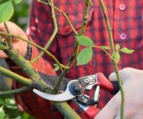 Top tips for pruning roses