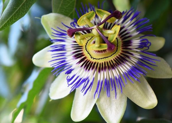 How to Grow Passionfruit in WA