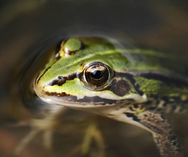 Planet friendly weed control