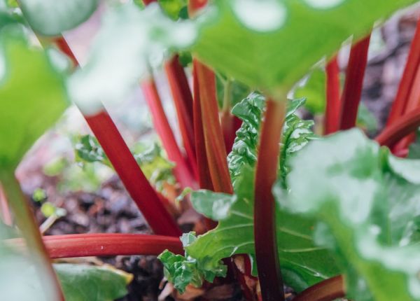 How to Grow Rhubarb in WA