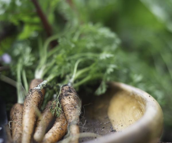 Top 5 must haves for your autumn garden