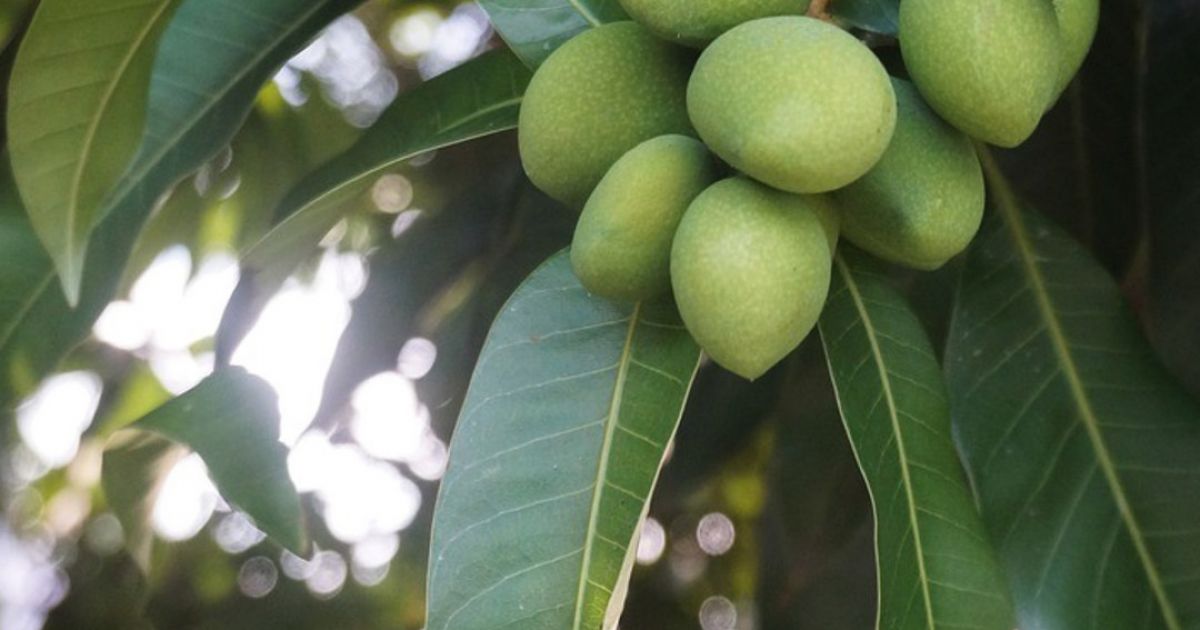 Mango Growing Tips and Tricks for WA Baileys Fertilisers
