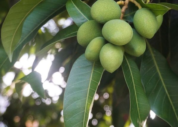 Mango Growing Tips and Tricks for WA