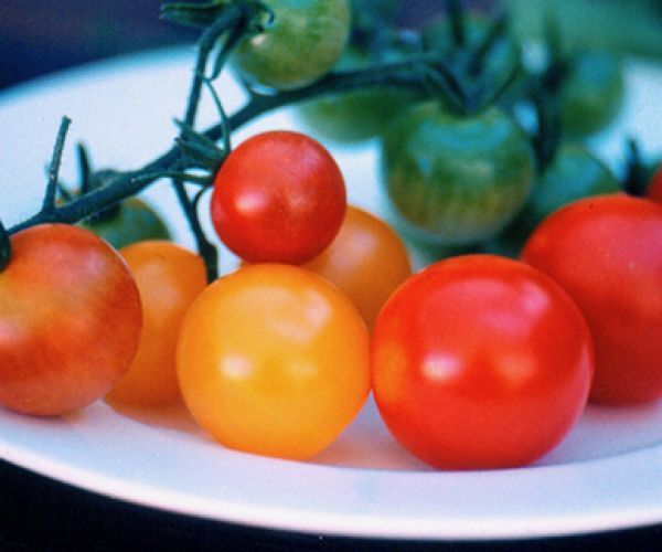 Tomato troubles - Part 3