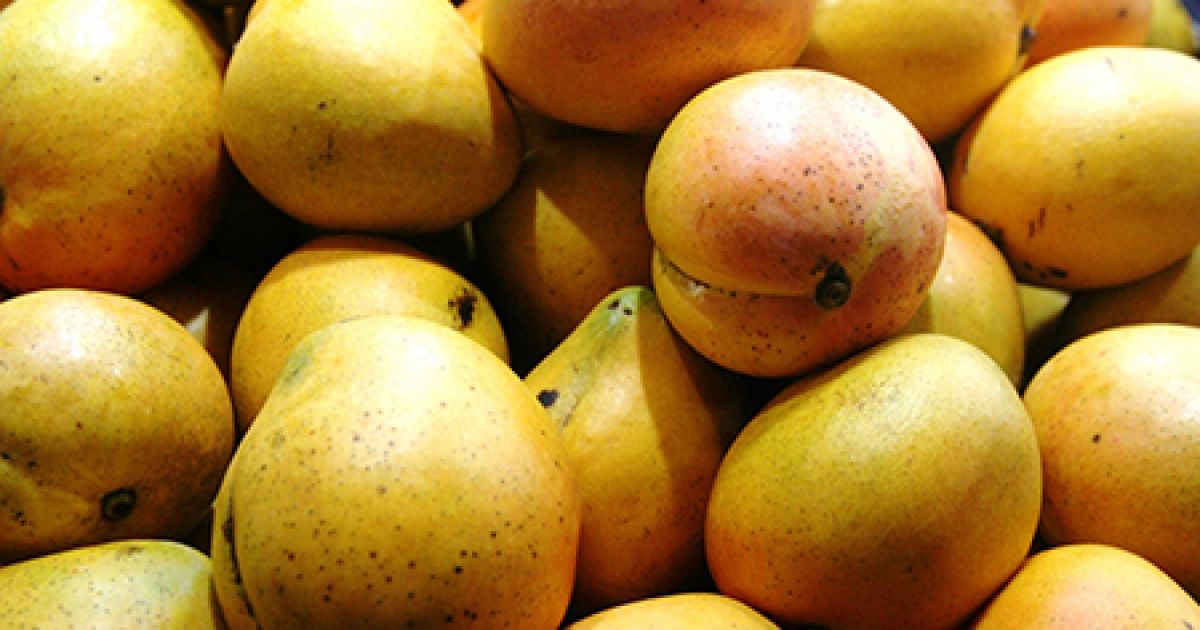 Mango Growing in perth Baileys Fertilisers