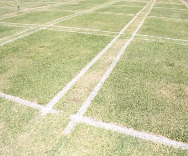 How to save your garden in the heat