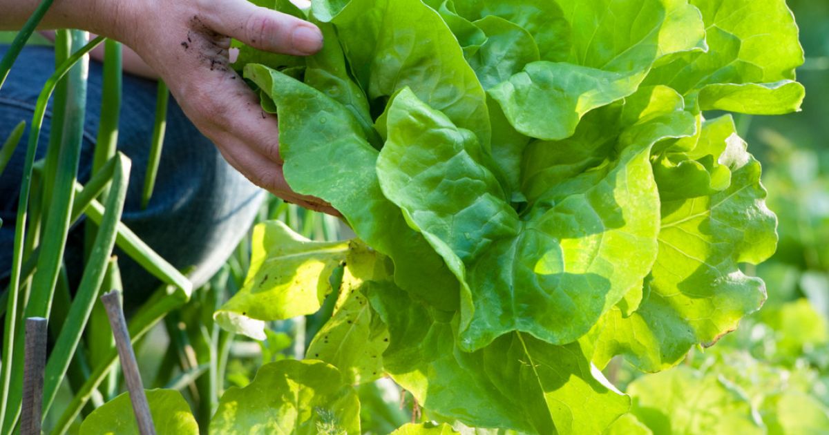 Growing lettuce in Perth Growing salad lettuce makes sense as these are