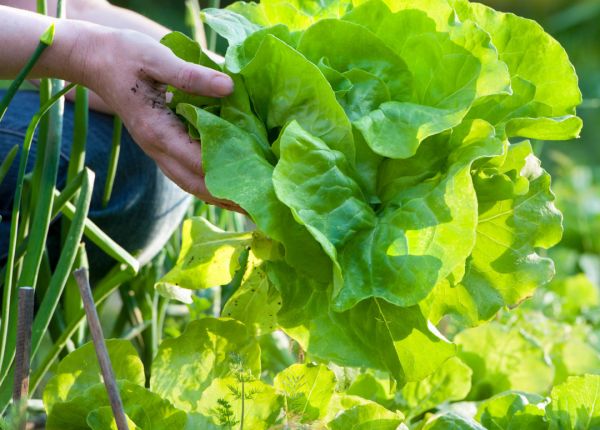 Growing lettuce in Perth