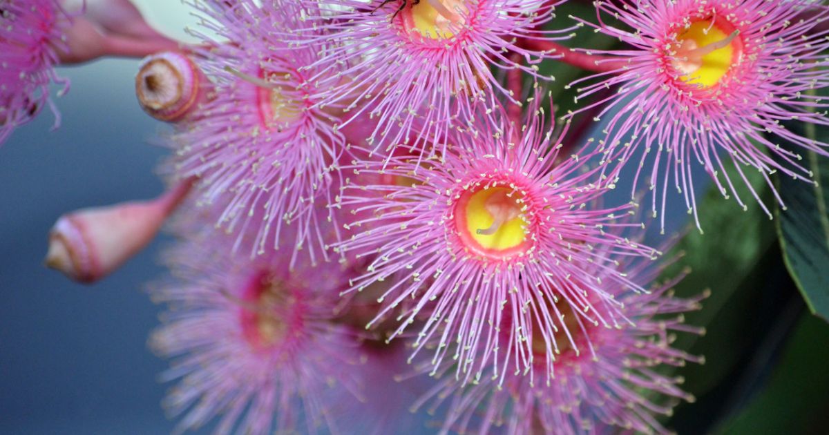 Australian Natives That Grow Well In Pots at Steve Horton blog