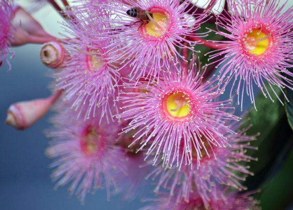 Australian Natives for Pots