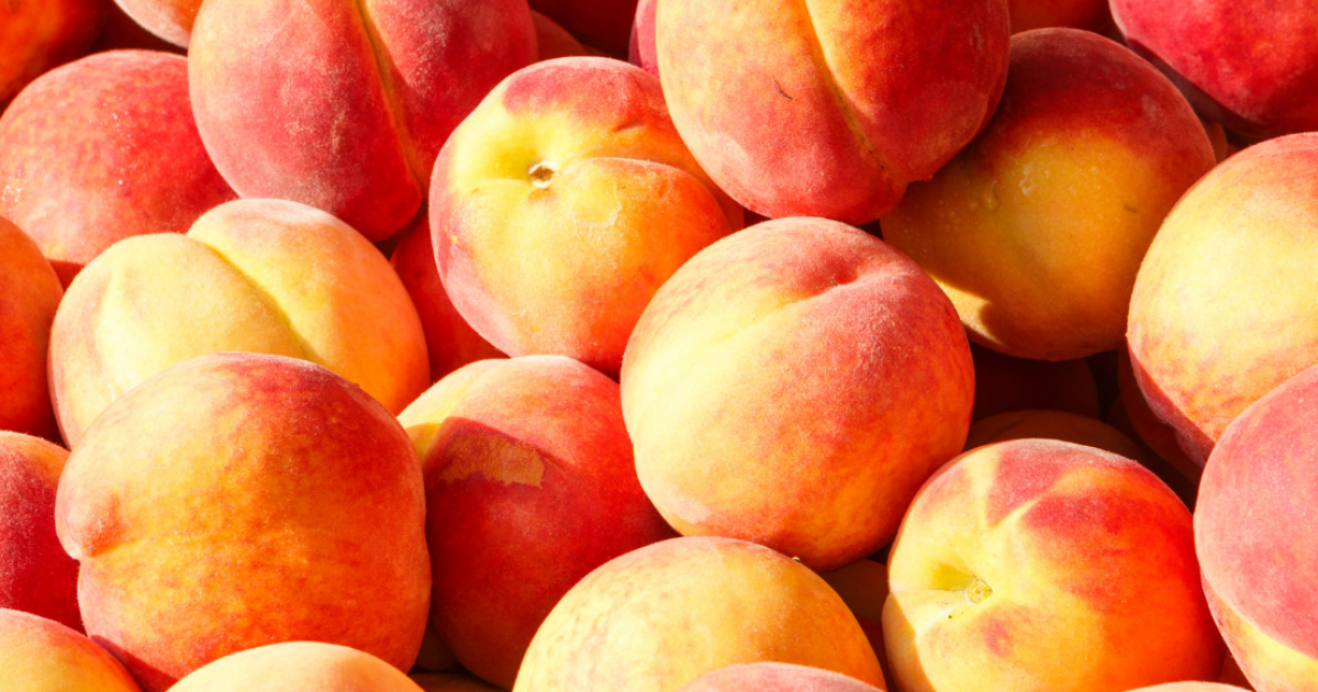 How to Grow Peaches in Perth Peach trees can be grown successfully in
