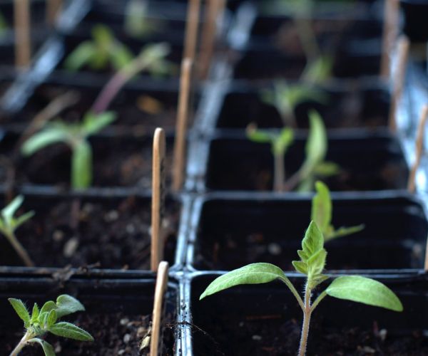 What is going on under the soil surface?