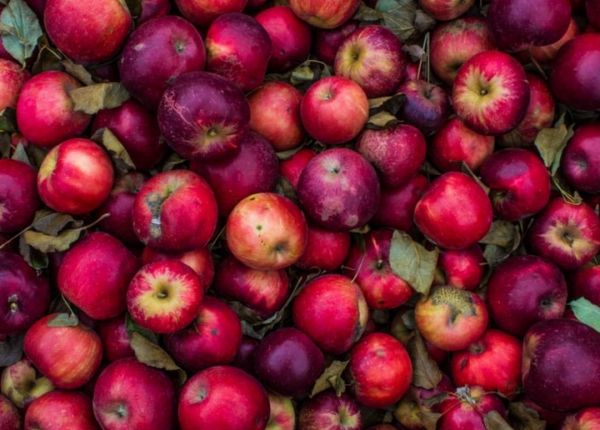 Growing Apple Trees in Pots