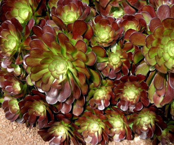 Propagating succulents easy peezy