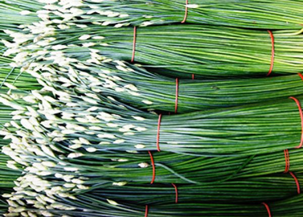 Growing onions