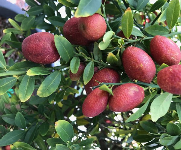 Top 5 Bush Tucker plants to grow in Perth