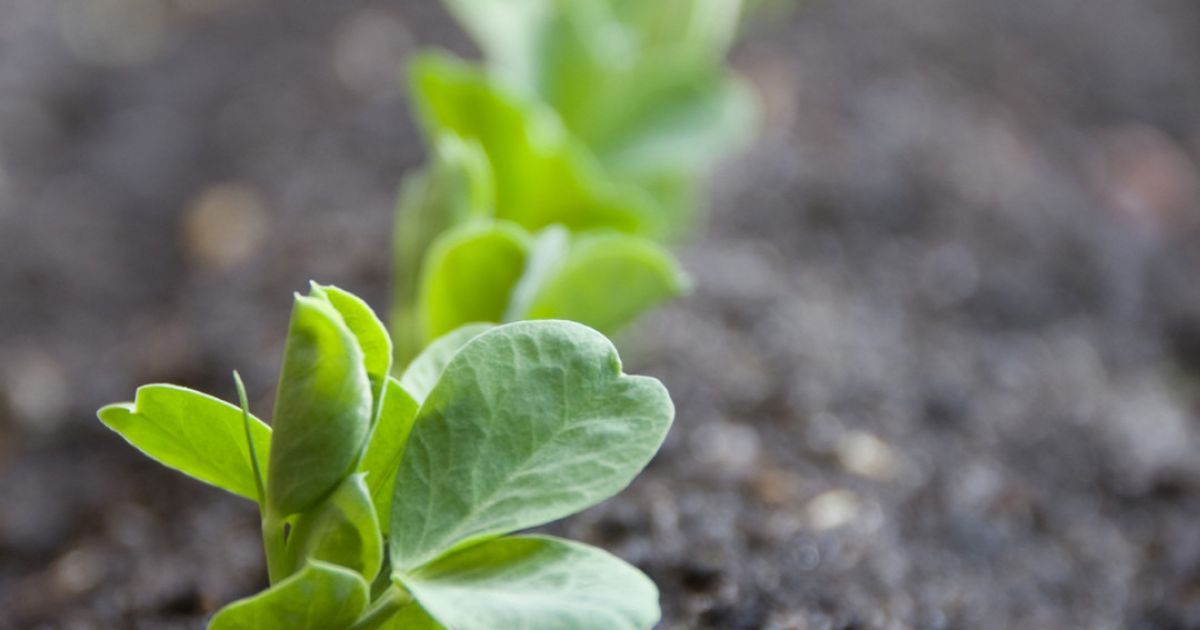 planting peas in perth Baileys Fertilisers