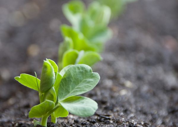 Planting Peas in Perth