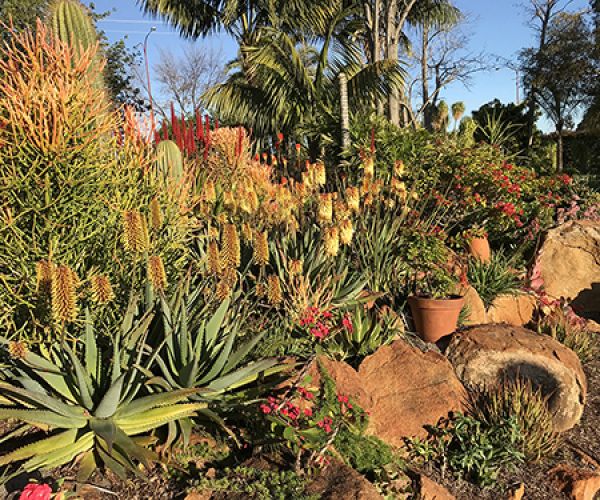 Designing a succulent garden