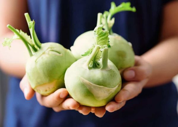 How to grow Kohlrabi in WA