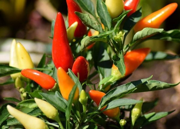 Guide to home grown Chillies