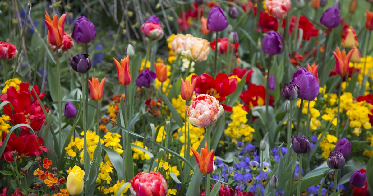 Planting Bulbs in WA Baileys Fertilisers