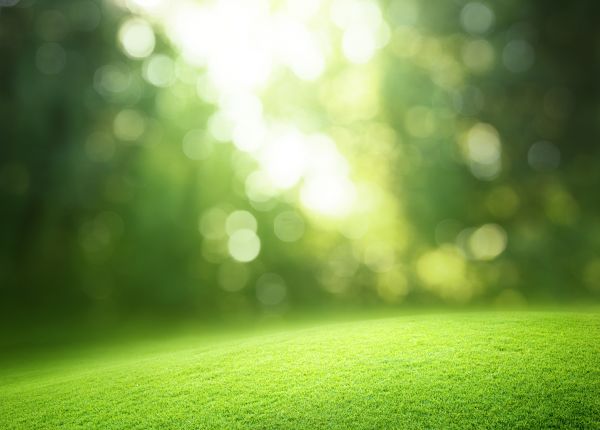 Keep your lawn looking lush and green during summer