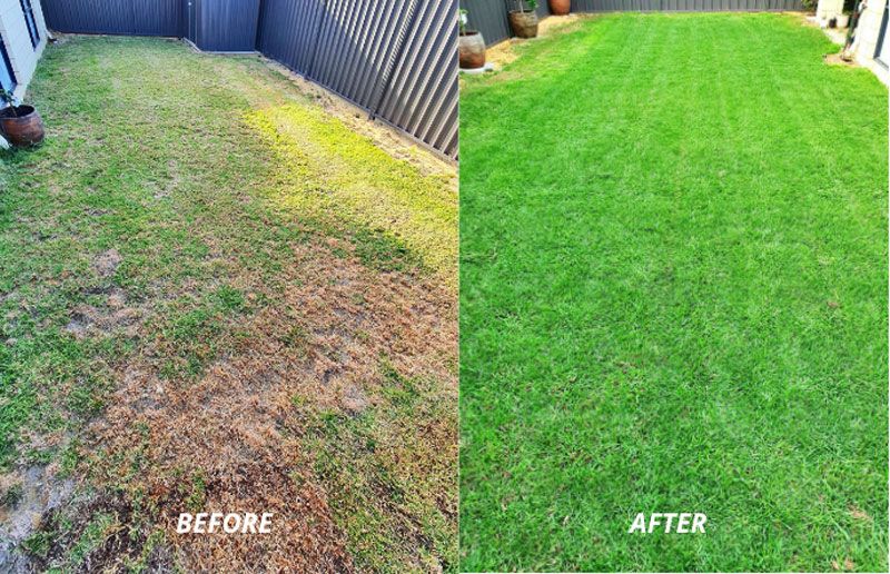 Jeremy's lawn after using Baileys Fertiliser