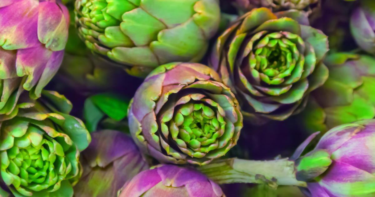 Growing Artichokes in Perth WA How to Grow Artichokes in Perth