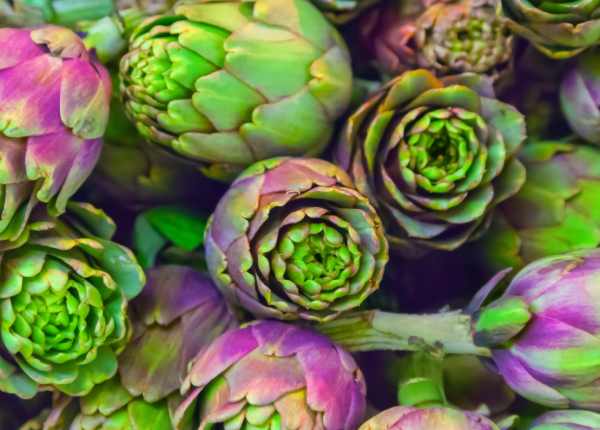 Growing Artichokes in Perth WA