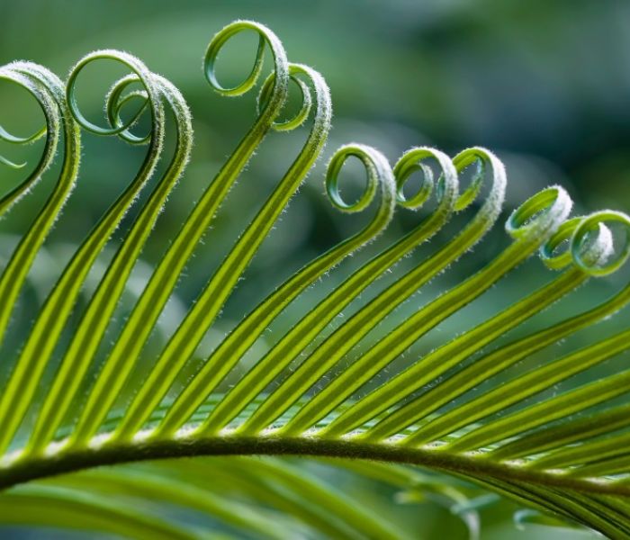 Architectural Palms & Cycads