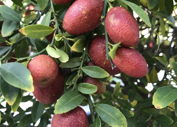 Time to plant tropical fruit