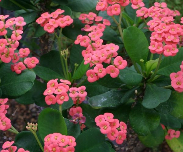 Top 10 succulents for dry gardens