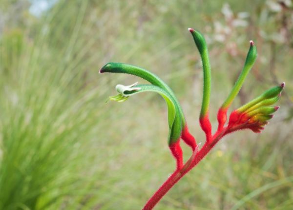 Planting time for Aussie Natives