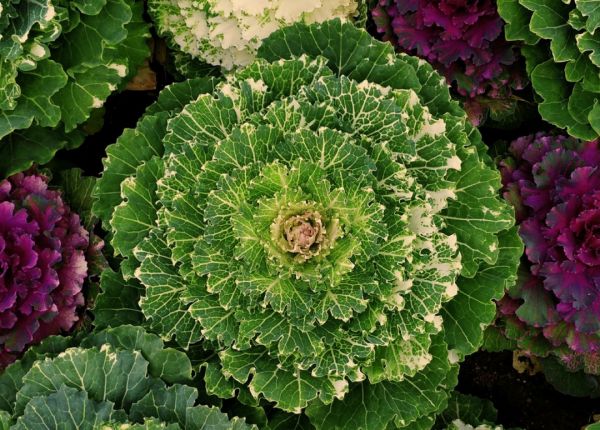 How to Grow Brassicas in Western Australia