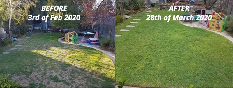 Carey Johnston's lawn after using Baileys Fertiliser