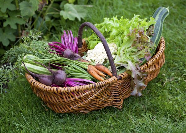 The Edible Garden