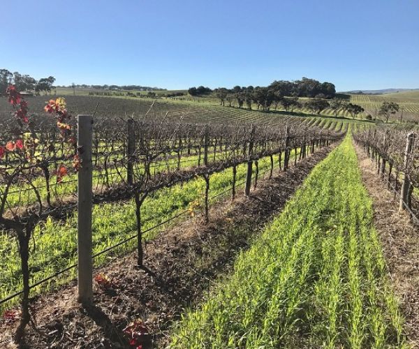 Where do the flavours in wine come from?