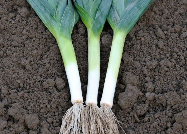 Growing Leeks in Perth WA