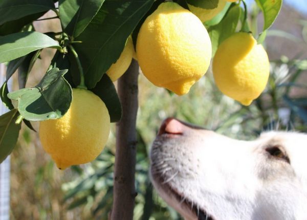 Citrus in Western Australia