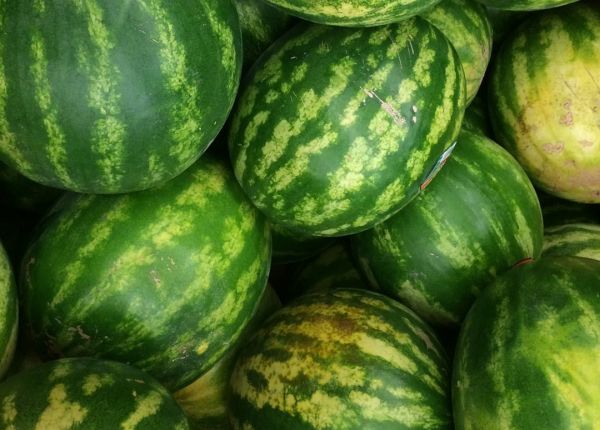 Growing Watermelon in Perth