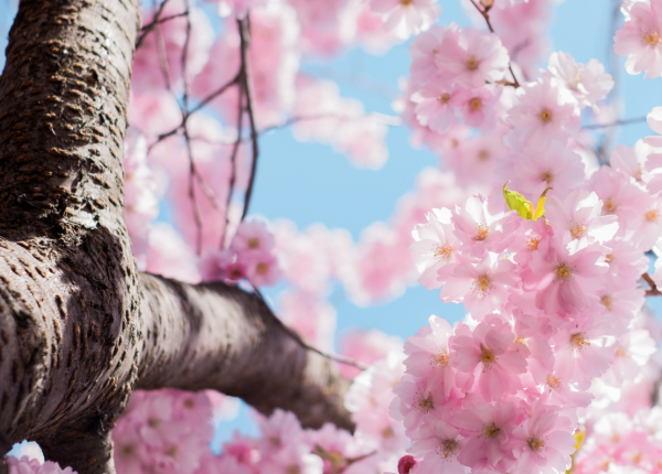 Growing Cherry Trees in Perth WA