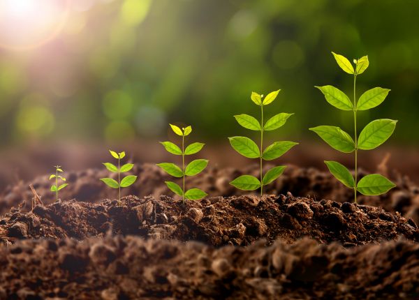 Regenerative & Sustainable Gardening Tips