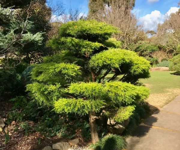 Top 5 Garden trends for summer